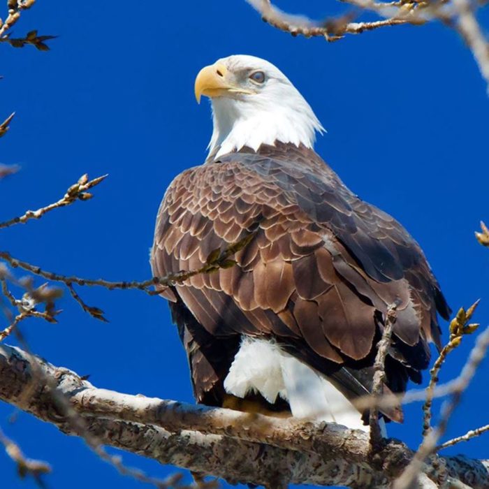 Home  National Eagle Center